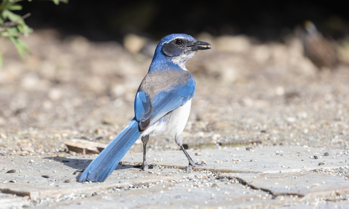 California Scrub-Jay - Paul Fenwick