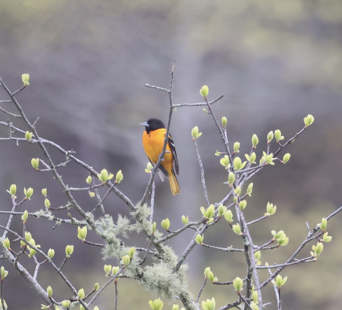 Baltimore Oriole - Ross Sormani