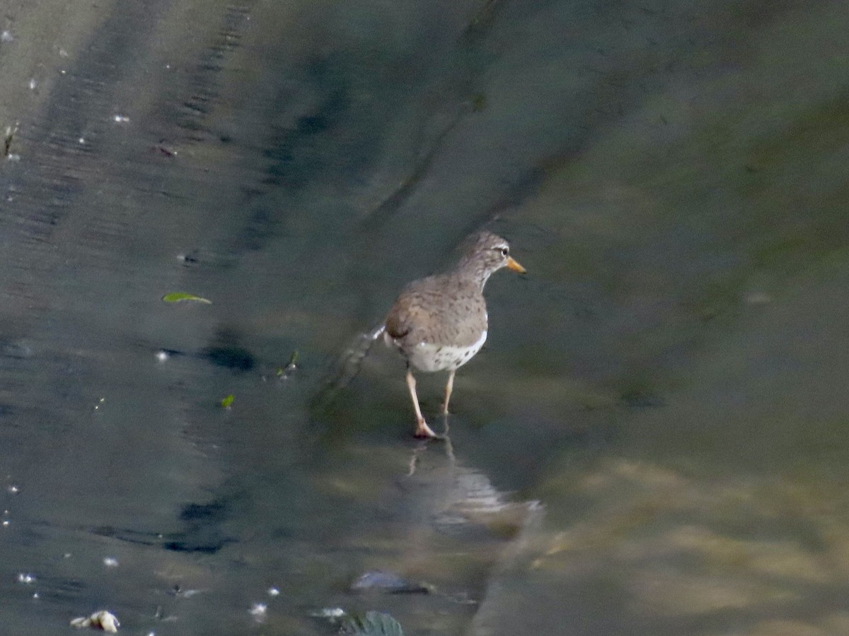 Spotted Sandpiper - J.J. Blue