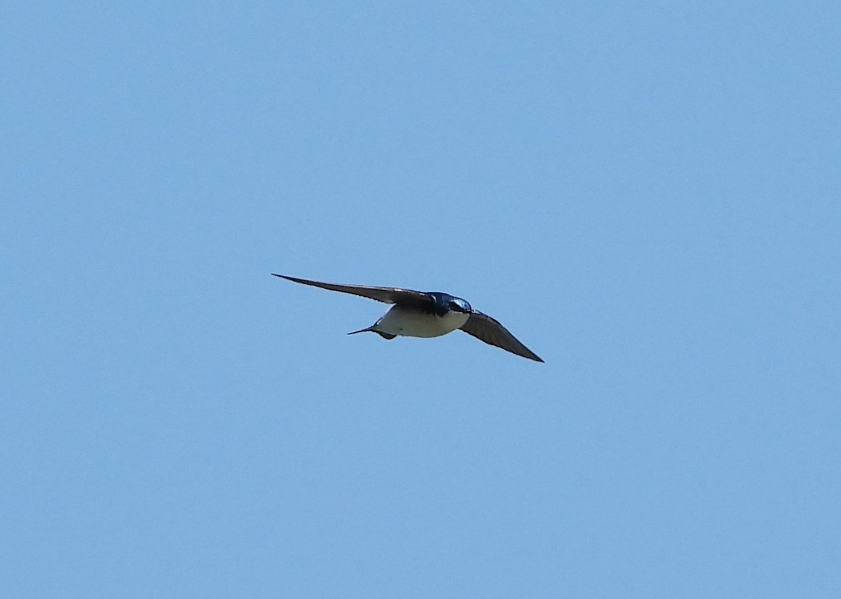 Tree Swallow - William Galloway