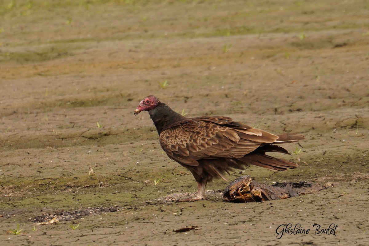 Turkey Vulture - Réal Boulet 🦆