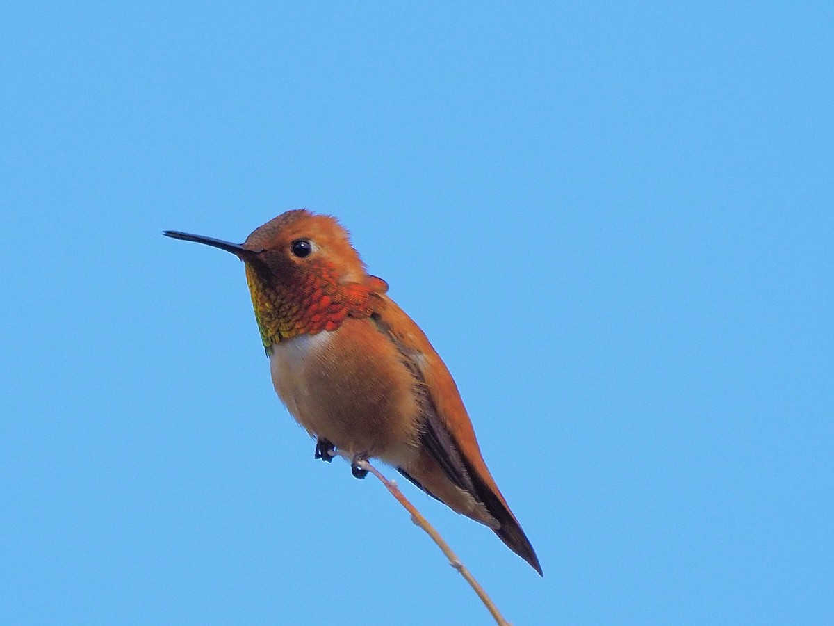 Rufous Hummingbird - Kathy Green