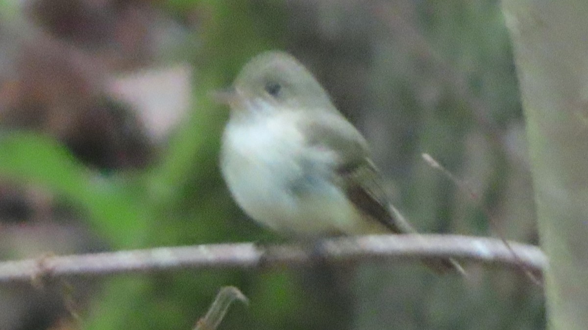 Acadian Flycatcher - Gregory Allen