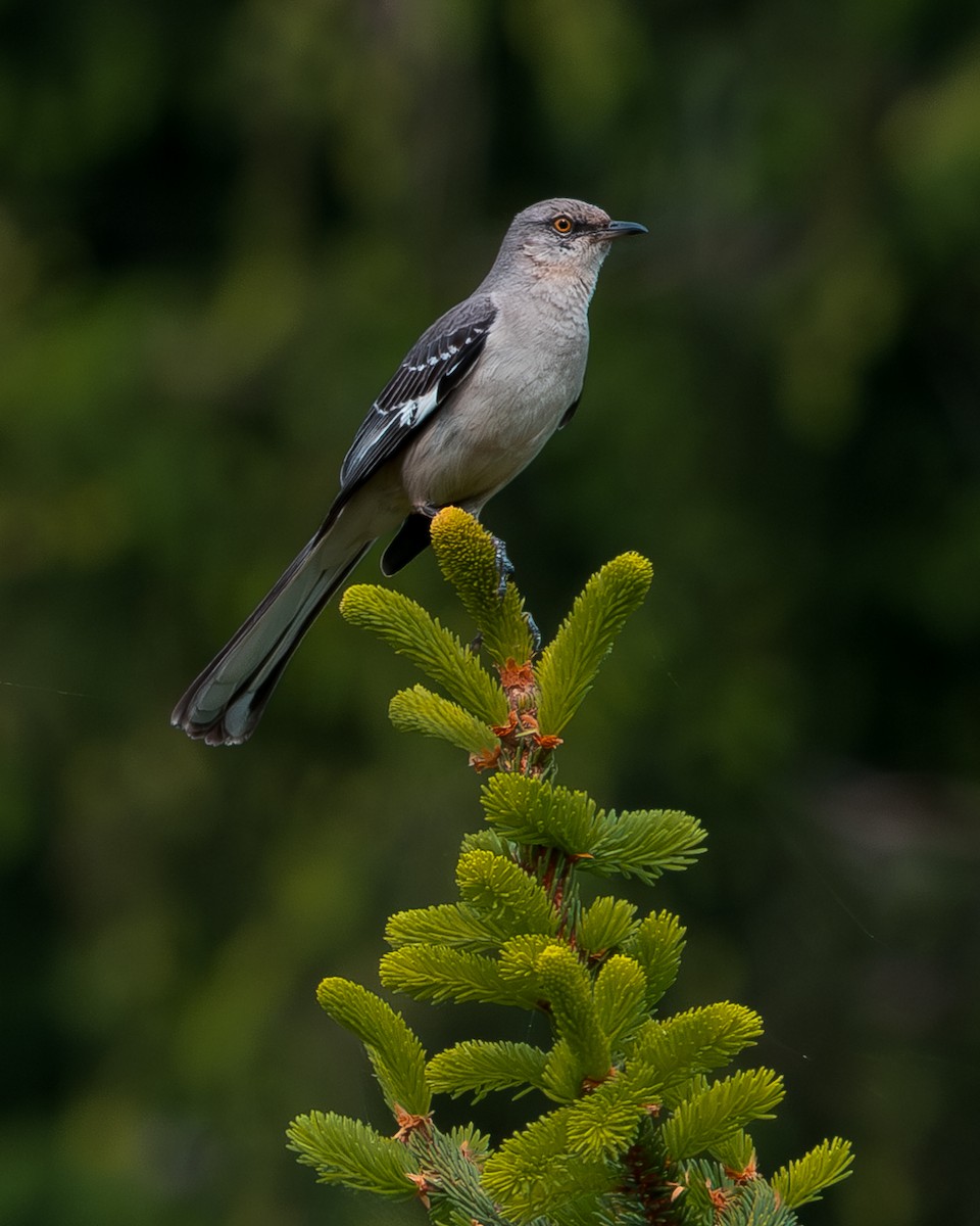 Northern Mockingbird - Martin Mau