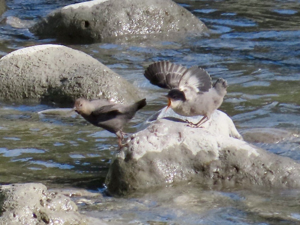 American Dipper - J.J. Blue