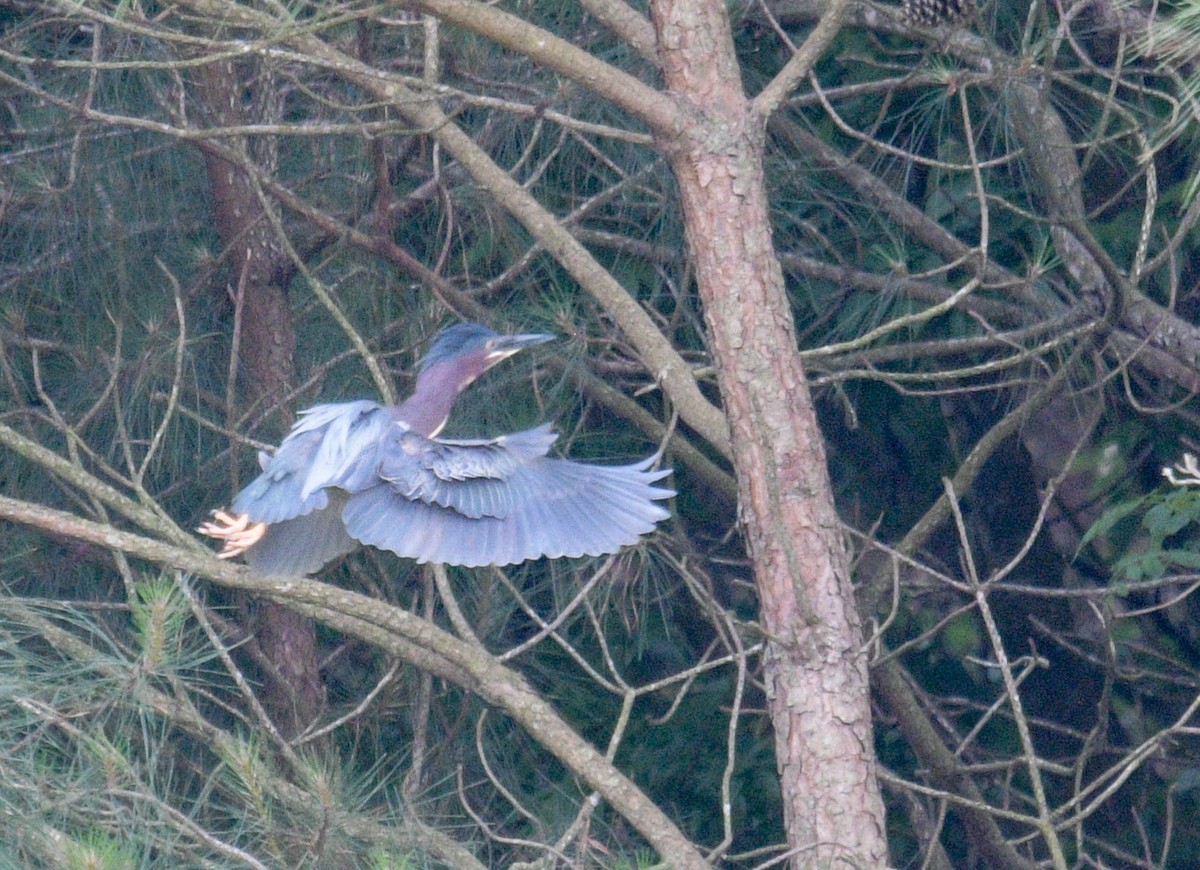 Green Heron - Margaret Poethig