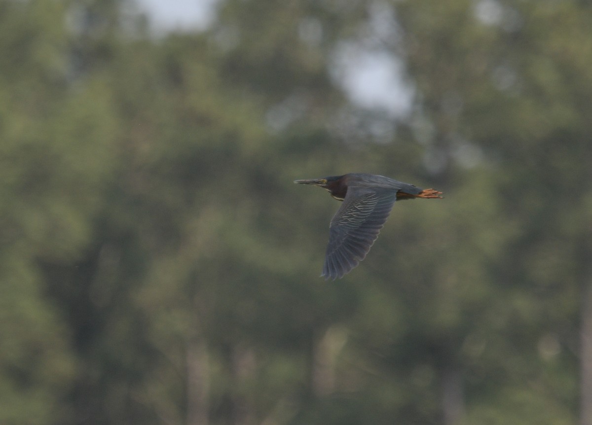 Green Heron - Margaret Poethig