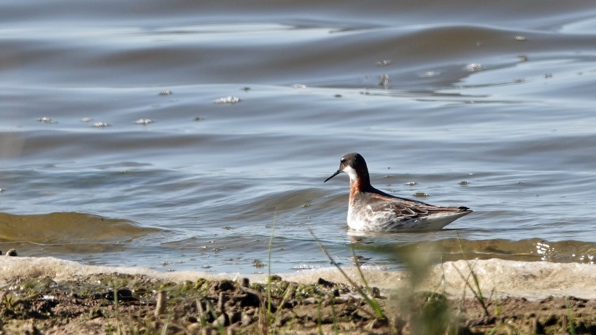 Red-necked Phalarope - leo wexler-mann