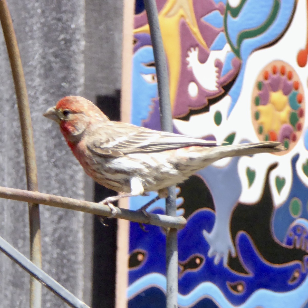 House Finch - ML619506836