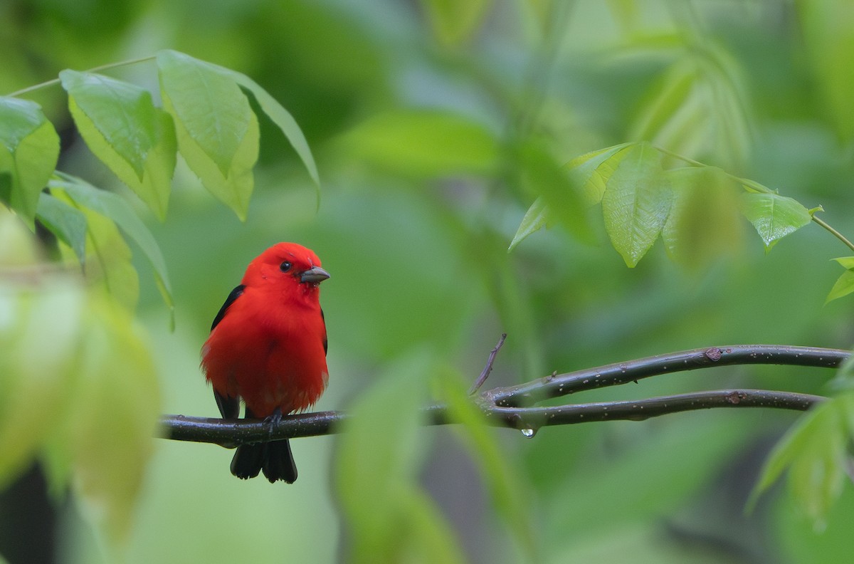 Scarlet Tanager - Kerry Snyder