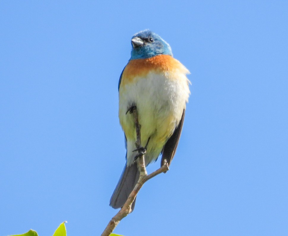 Lazuli Bunting - Roxanne Laschanzky