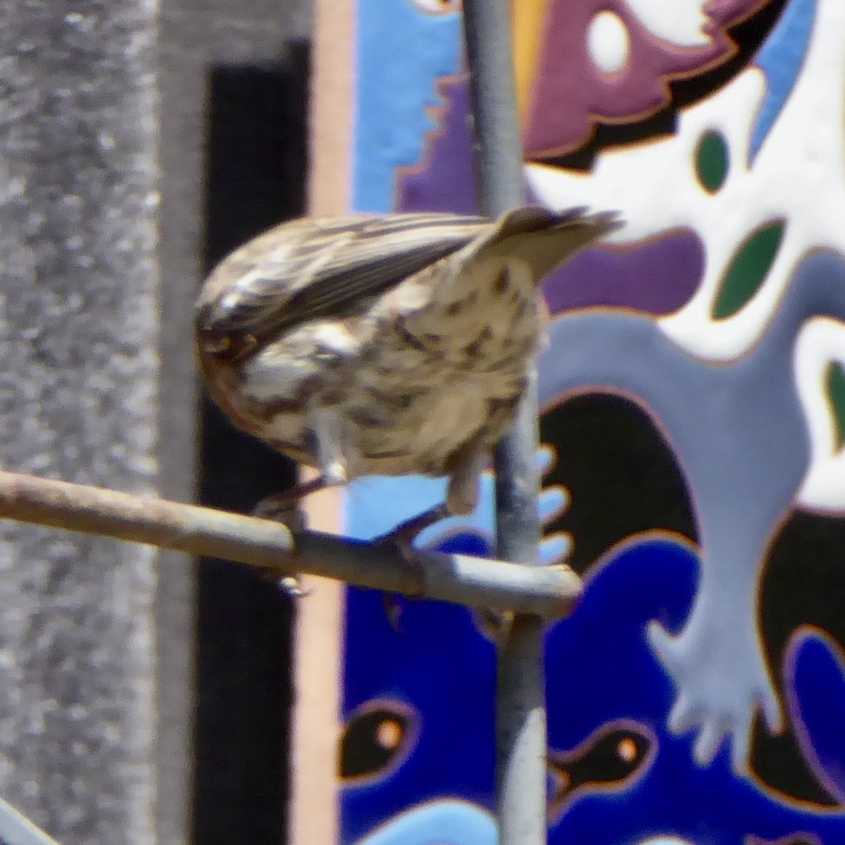 House Finch - Anonymous