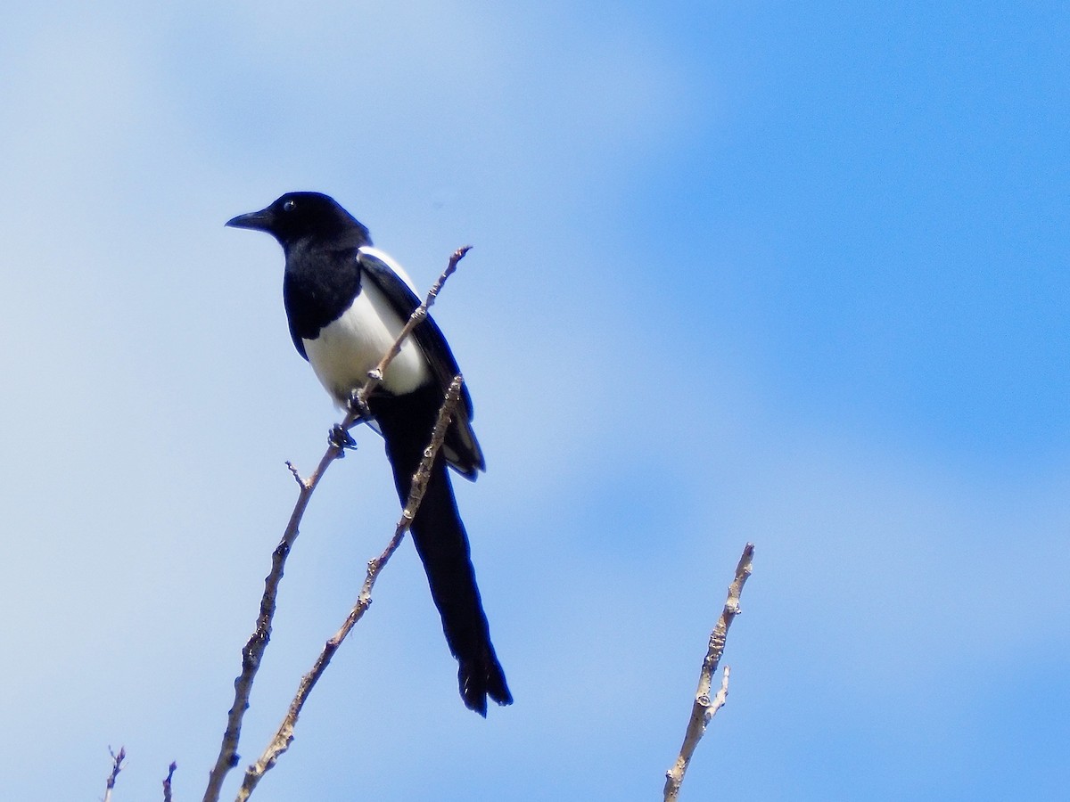 Black-billed Magpie - Kathy Green