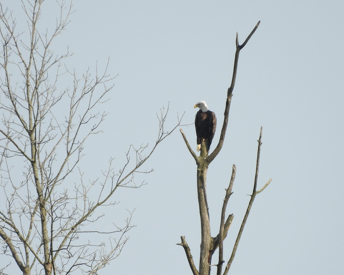 Bald Eagle - Anita M Granger