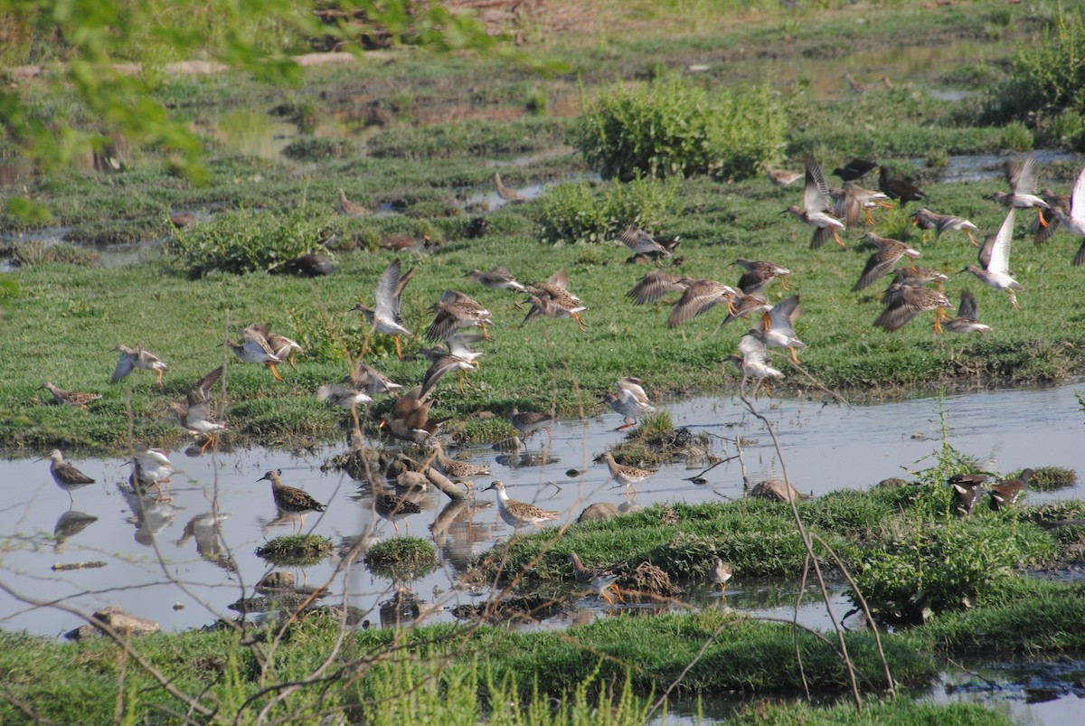 Spotted Redshank - ML619506859