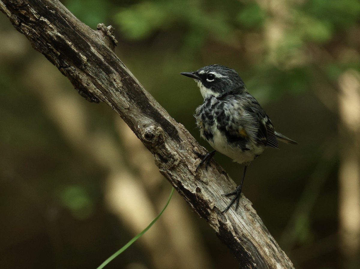 Yellow-rumped Warbler - Grace Simms  🐦‍⬛