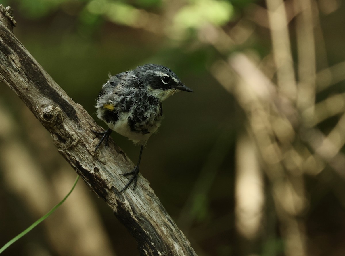 Yellow-rumped Warbler - Grace Simms  🐦‍⬛