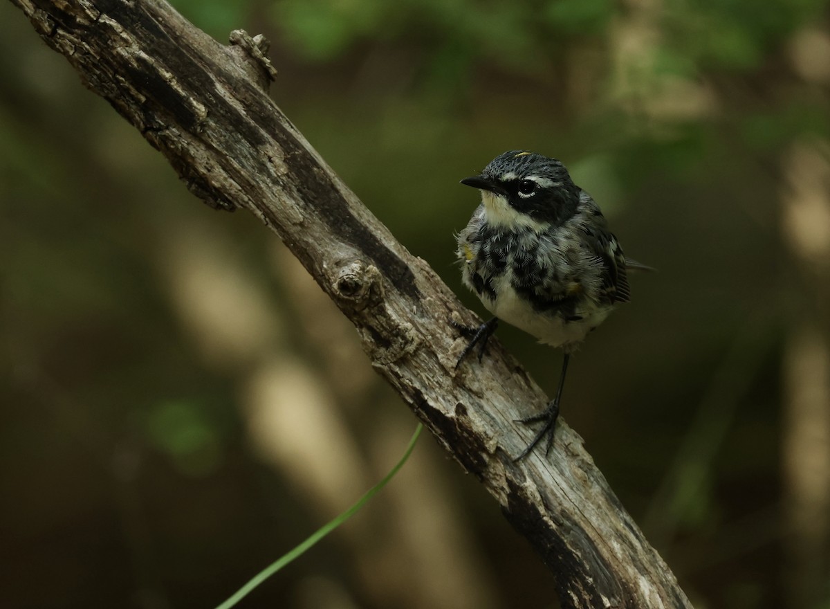 Yellow-rumped Warbler - Grace Simms  🐦‍⬛