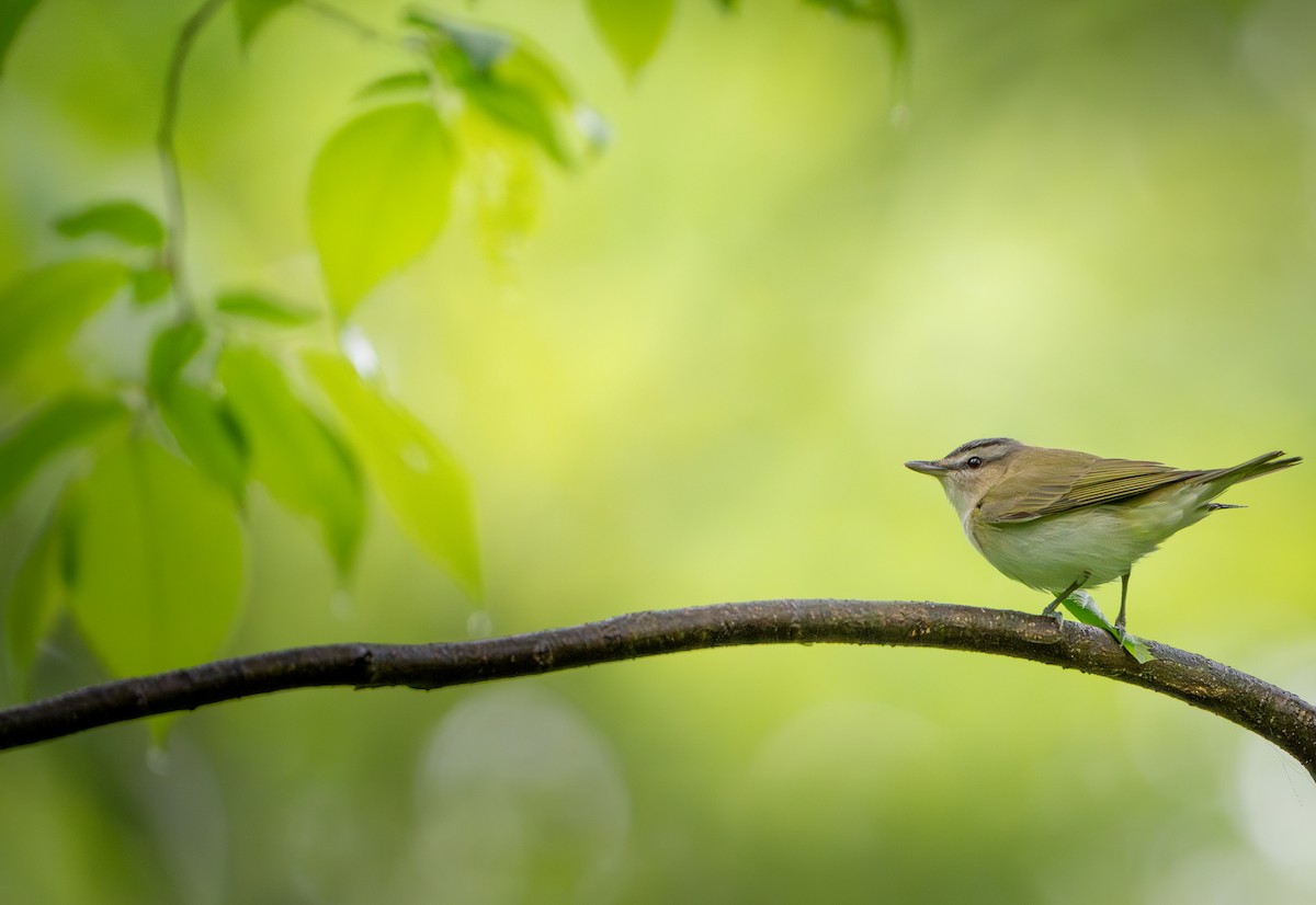 Red-eyed Vireo - Kerry Snyder