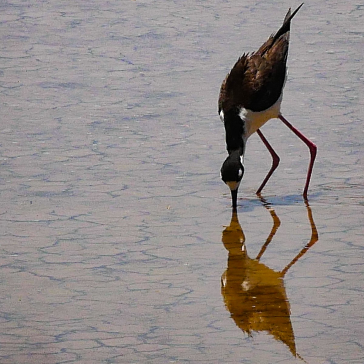 Black-necked Stilt - Jeff Pulford