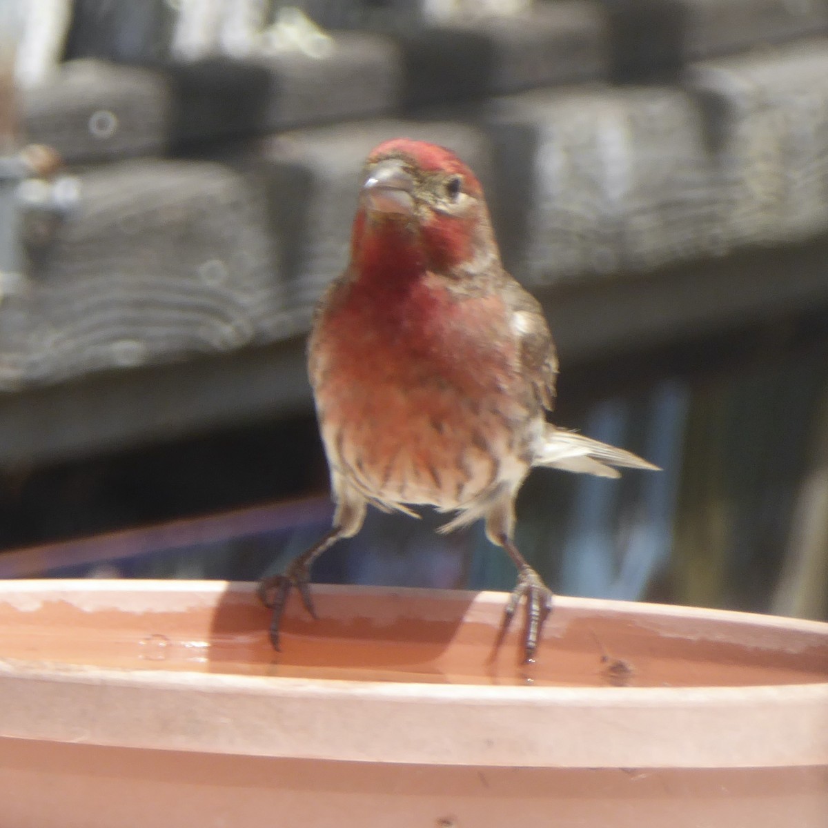 House Finch - ML619506870