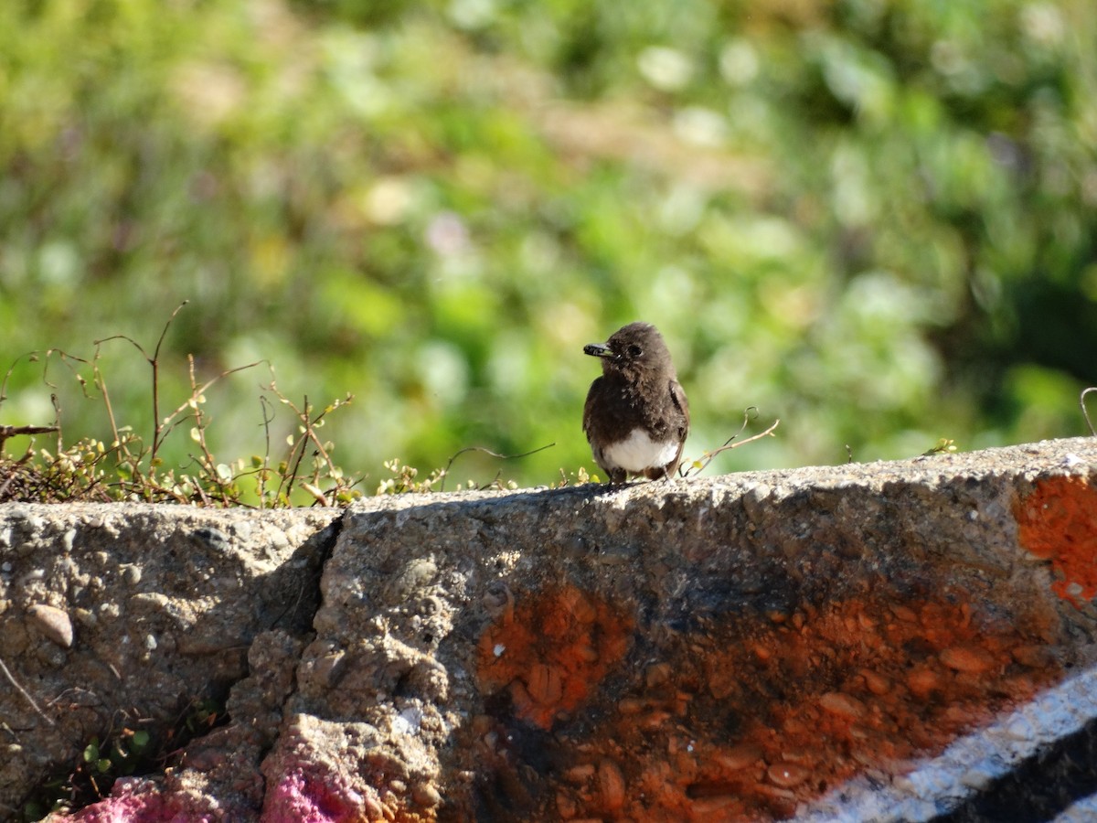 Black Phoebe - ML619506871