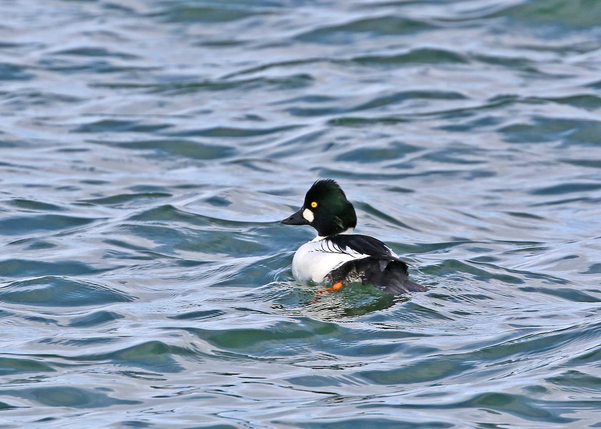 Common Goldeneye - William Clark