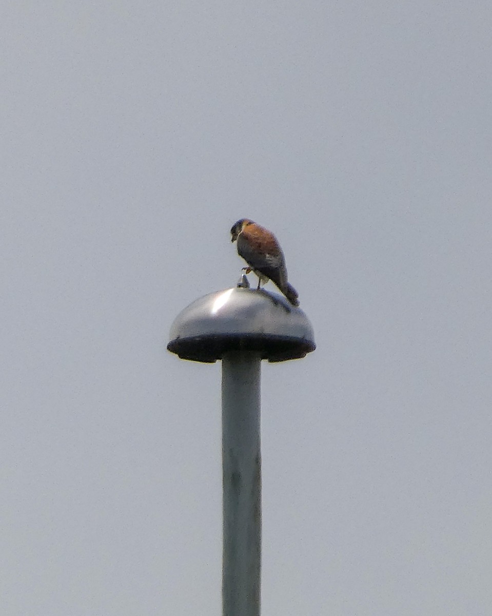 American Kestrel - Kathy L. Mock