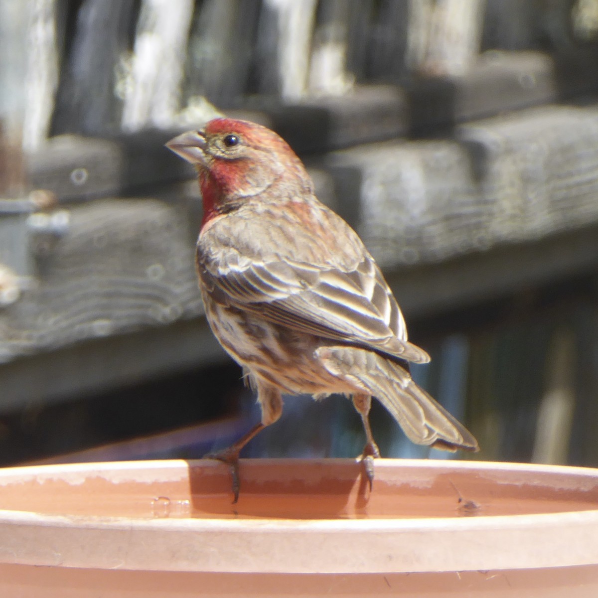 House Finch - ML619506883