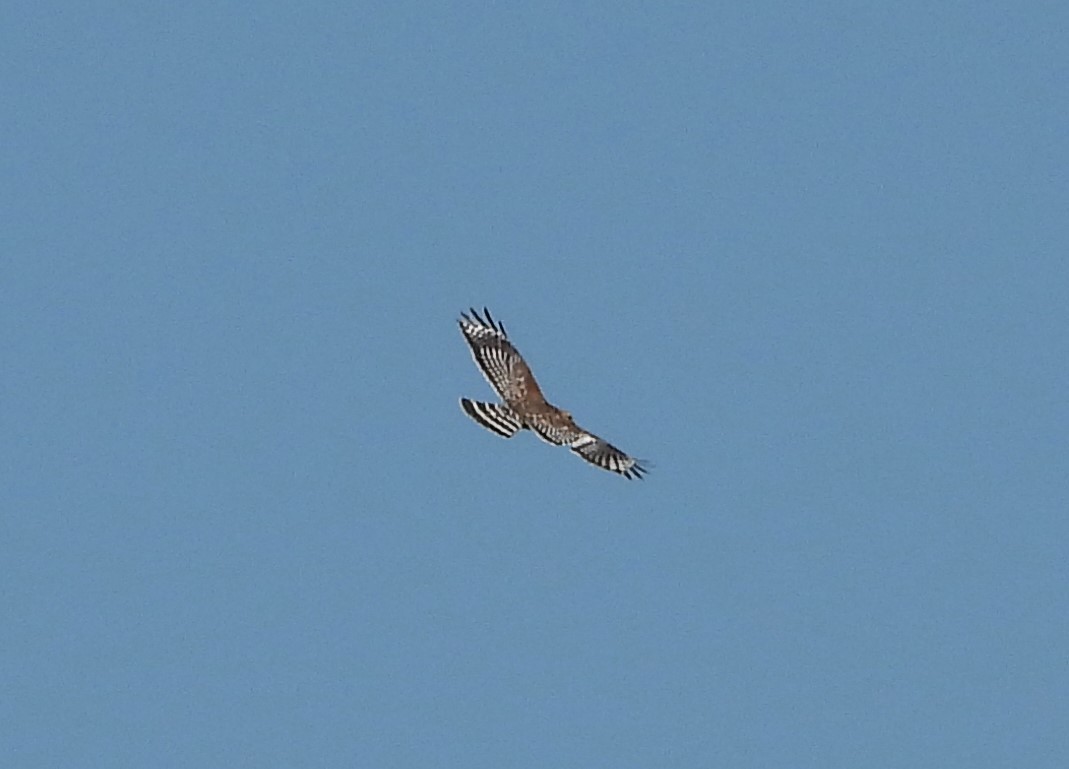 Red-shouldered Hawk - William Galloway