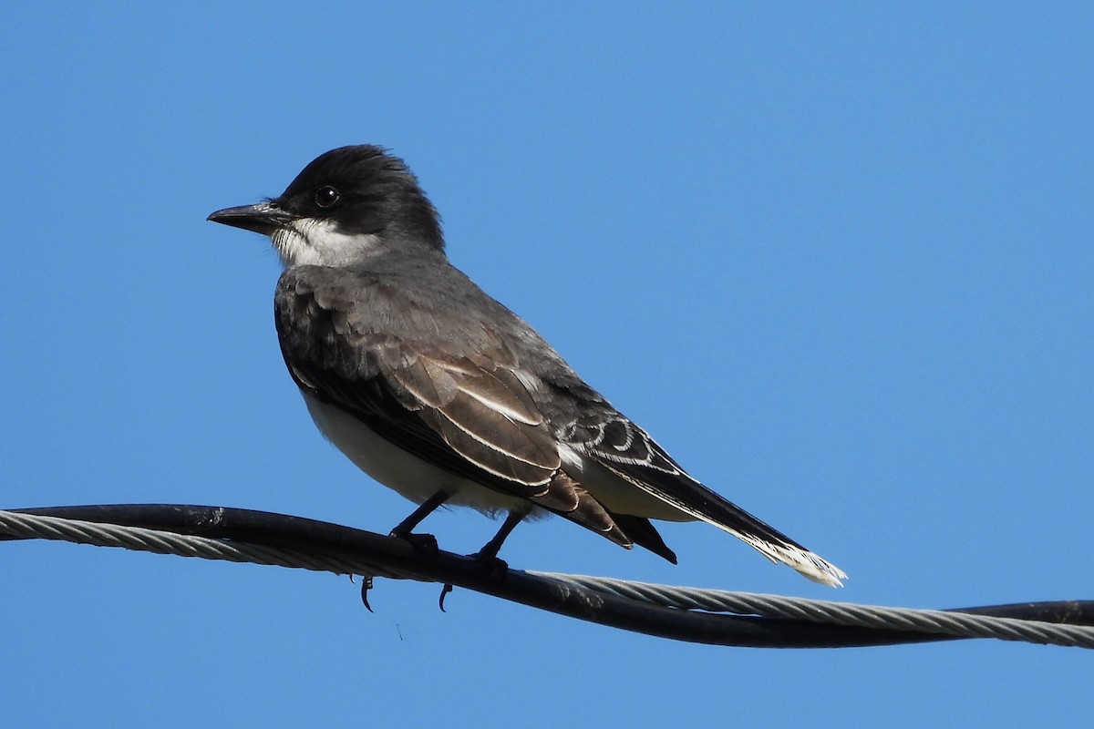 Eastern Kingbird - ML619506887