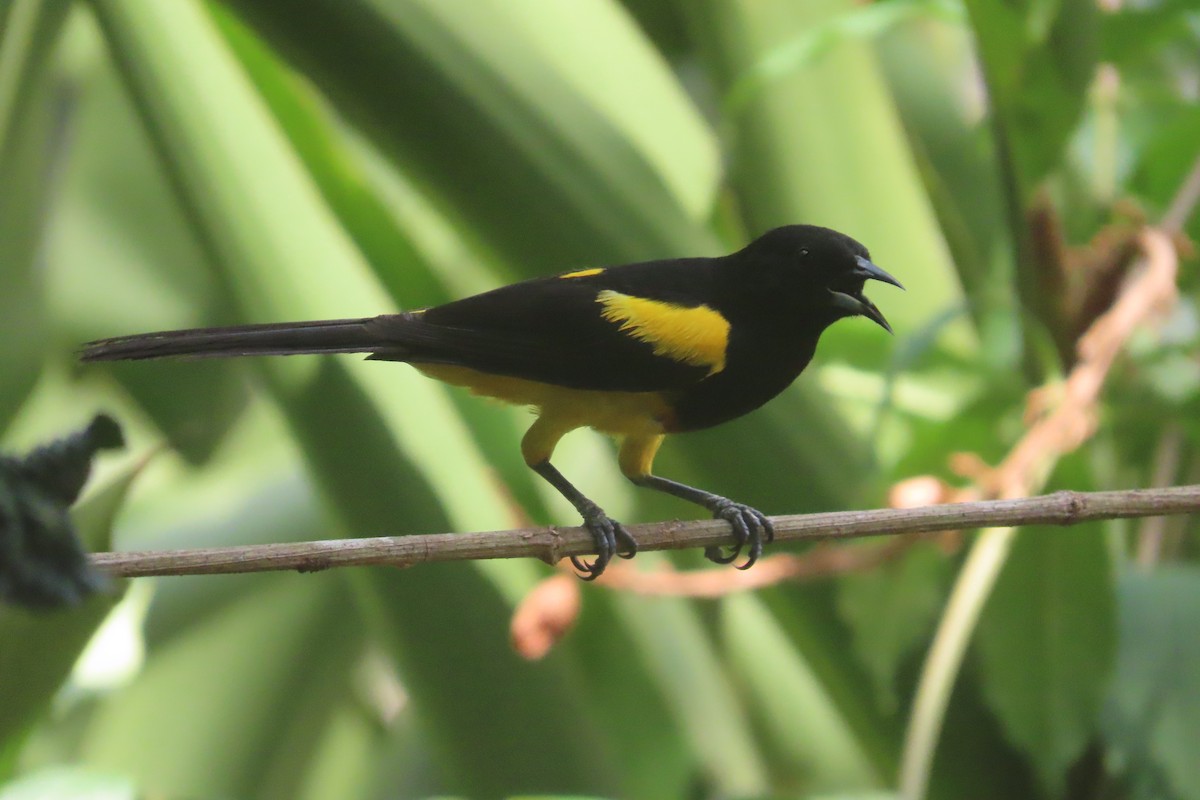 Black-cowled Oriole - David Brinkman