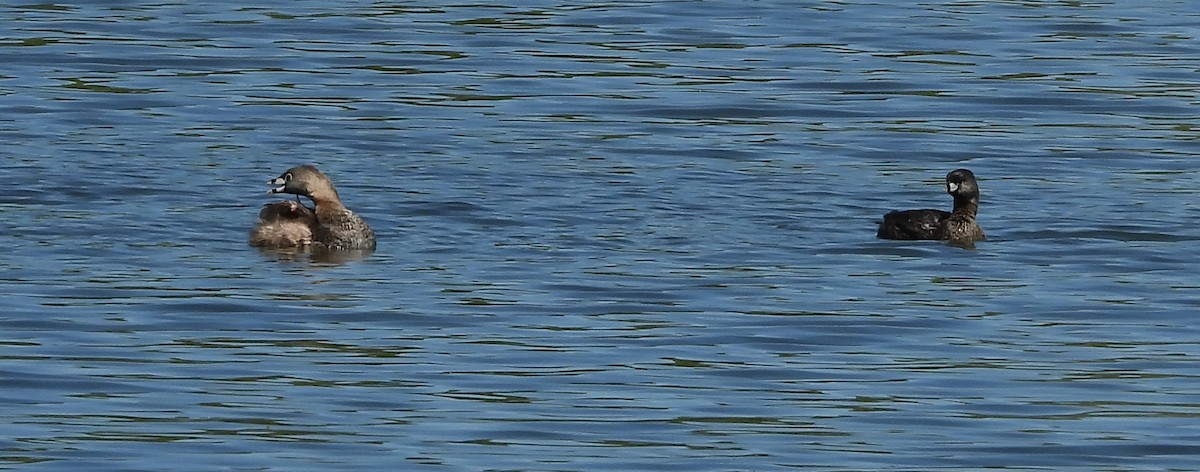 Pied-billed Grebe - ML619506892