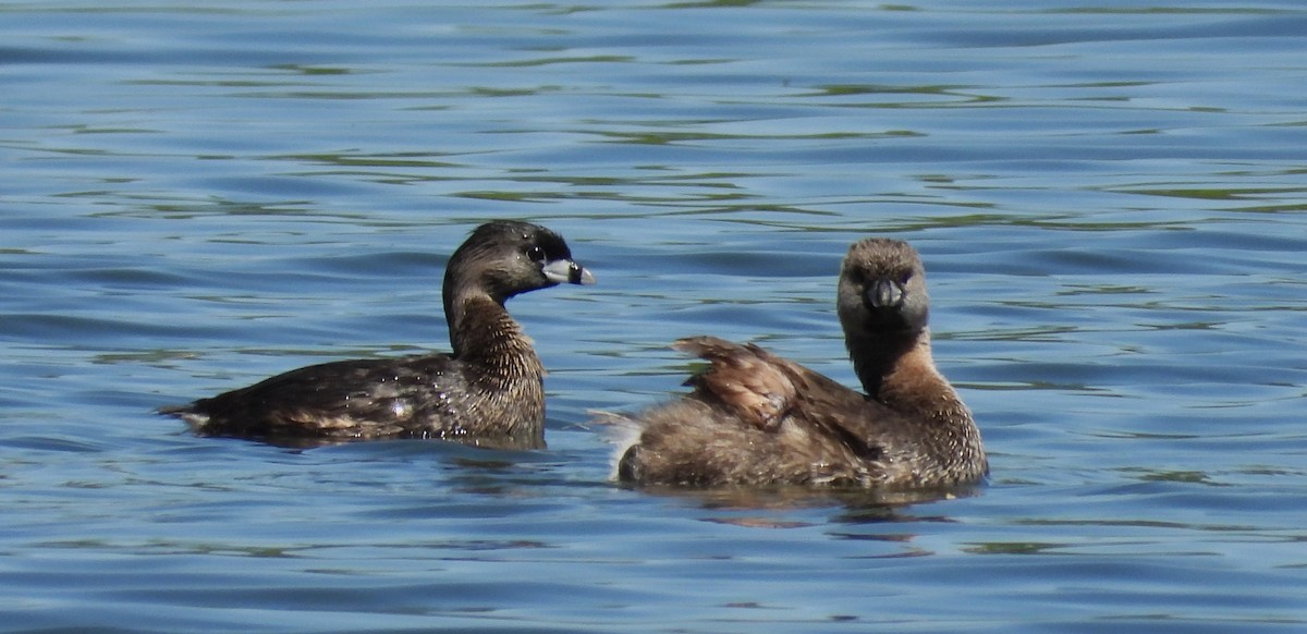 Pied-billed Grebe - William Galloway