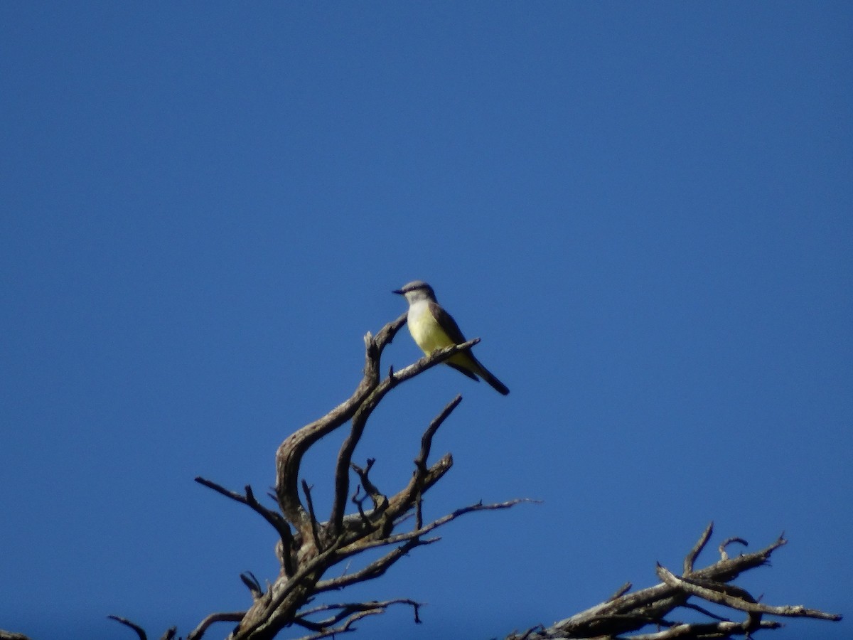 Western Kingbird - ML619506894