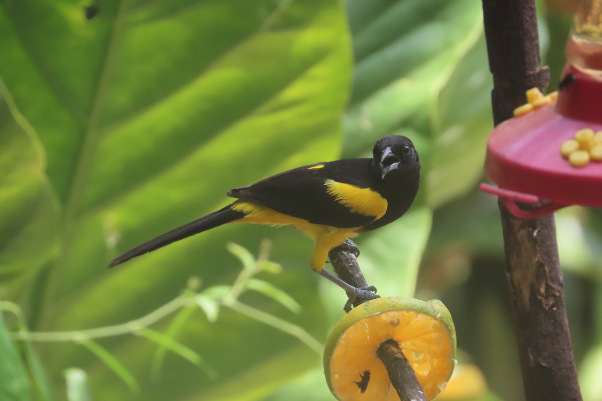 Black-cowled Oriole - David Brinkman