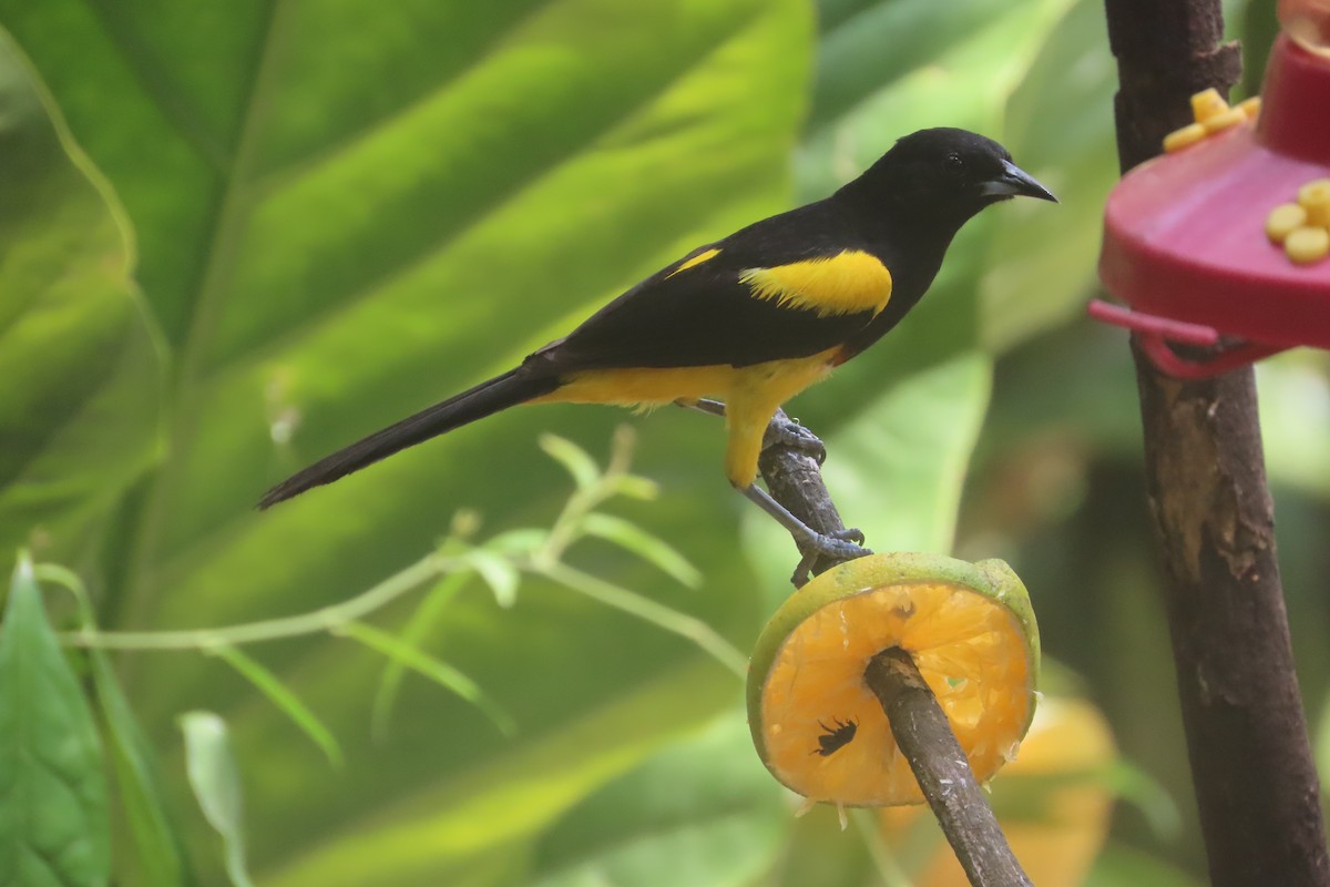 Black-cowled Oriole - David Brinkman