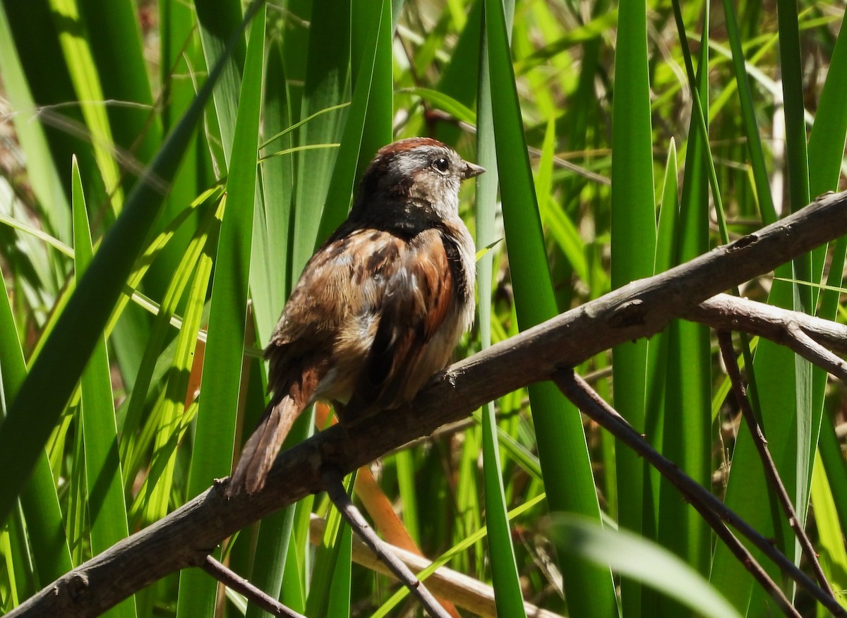 Swamp Sparrow - William Galloway