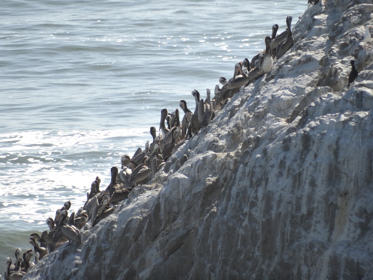 Brown Pelican - ML619506905