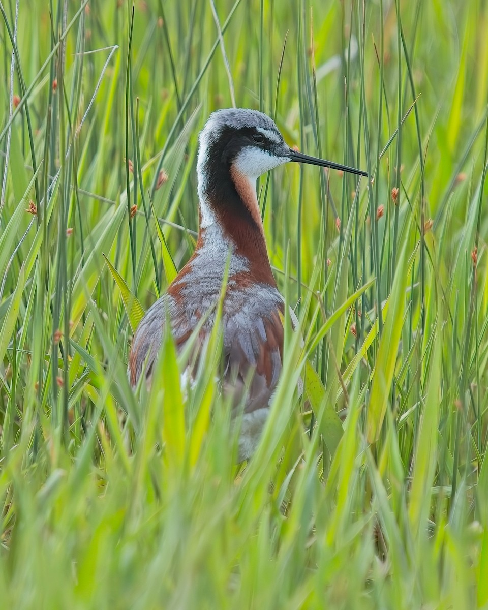 Wilson's Phalarope - Frank Letniowski