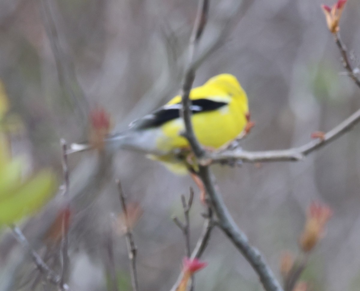 American Goldfinch - burton balkind