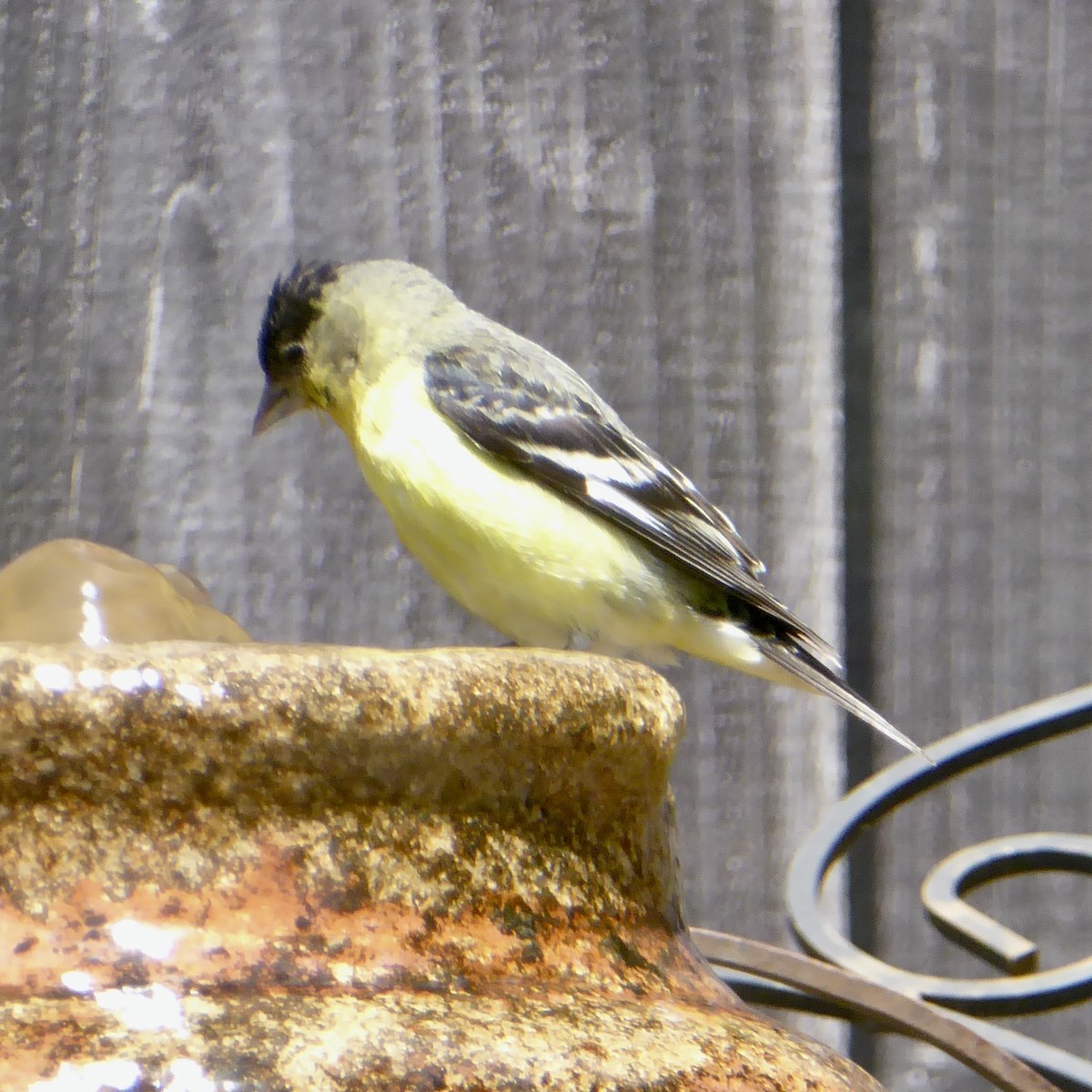 Lesser Goldfinch - Anonymous