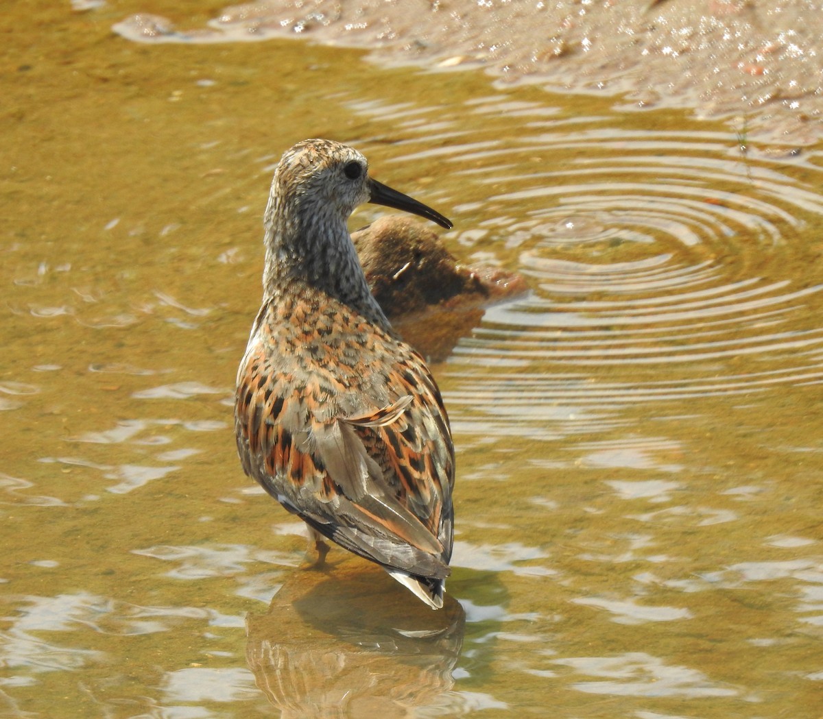 Dunlin - Janet Pellegrini