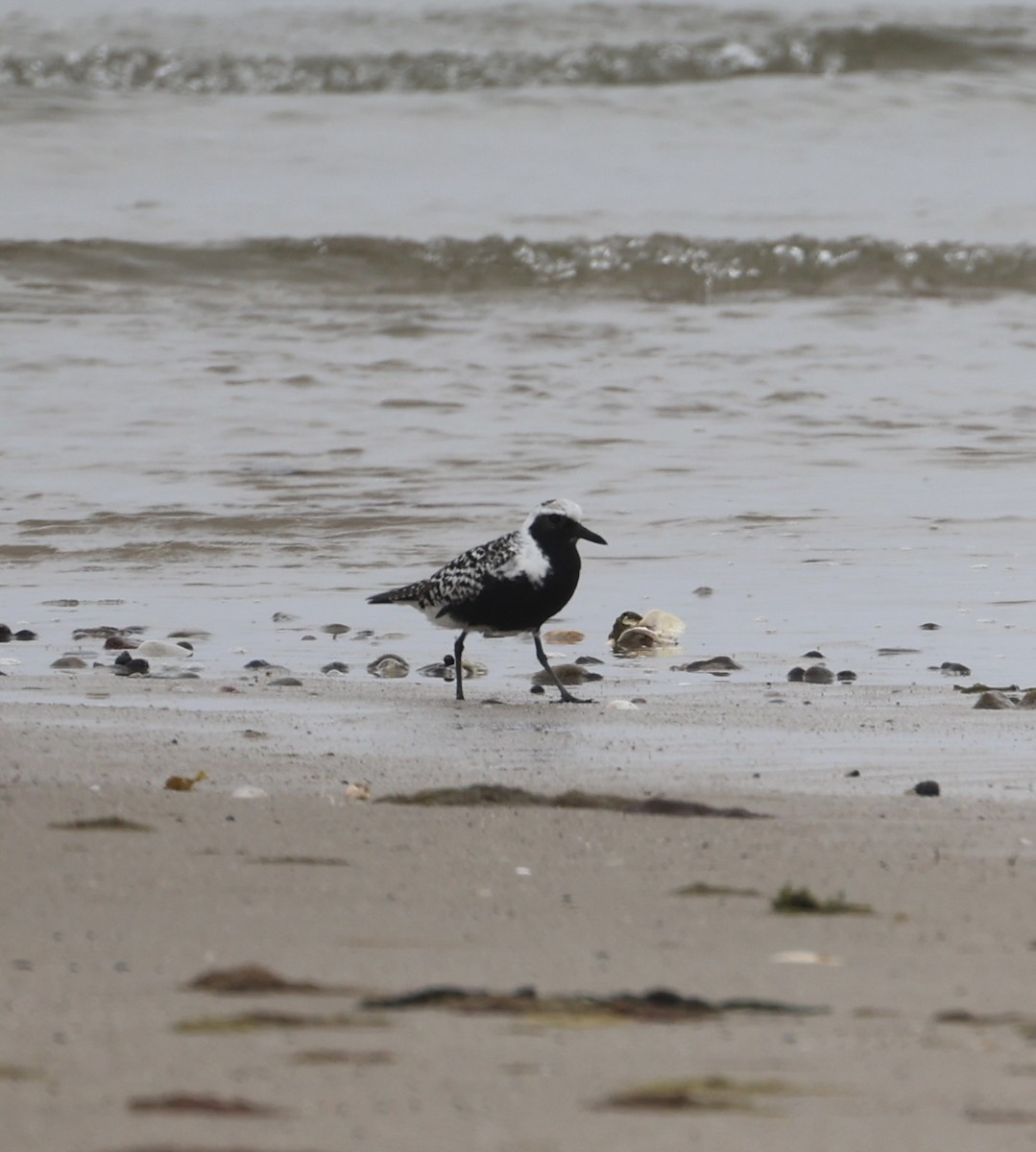 Black-bellied Plover - Ross Sormani