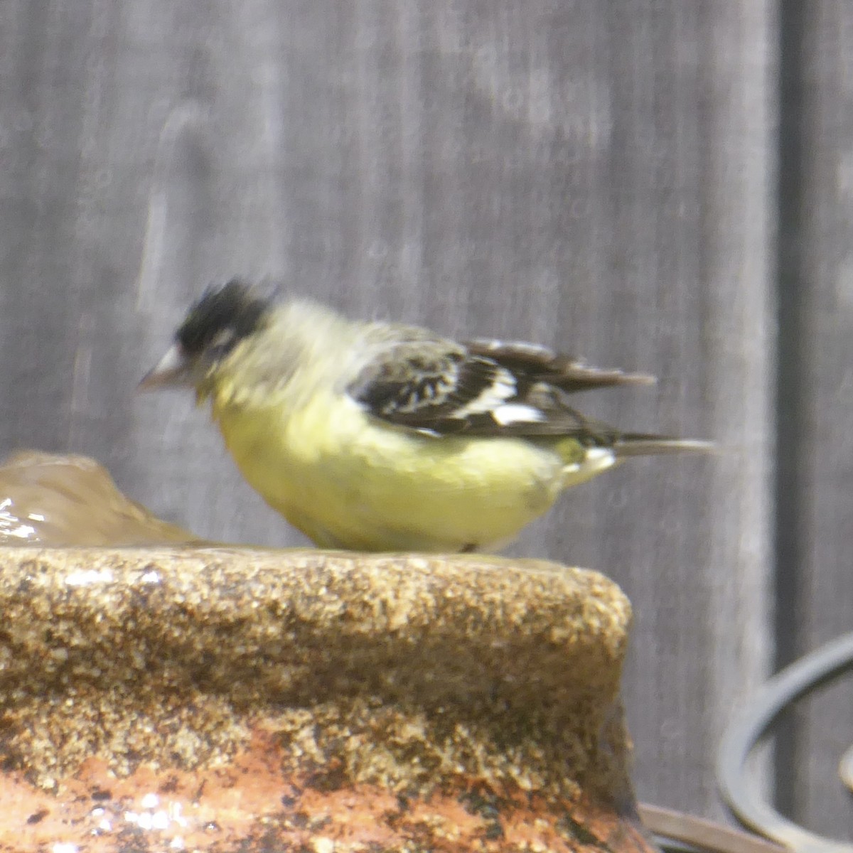 Lesser Goldfinch - Anonymous