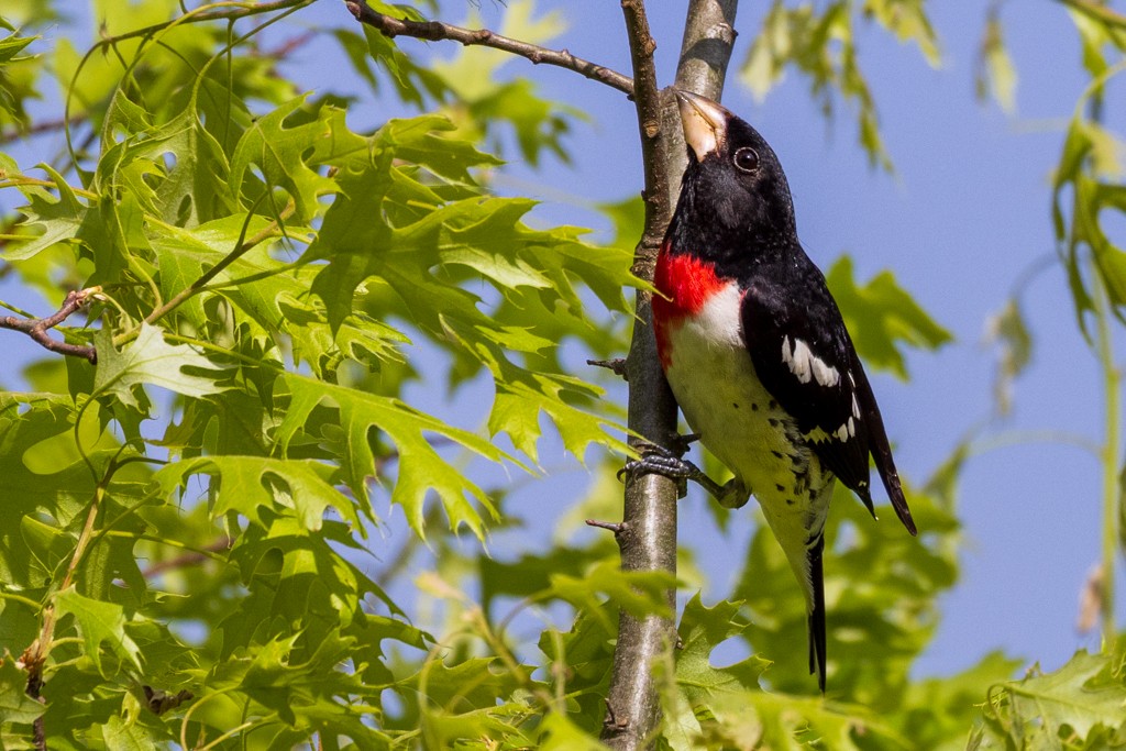 Rose-breasted Grosbeak - Sherman Garnett