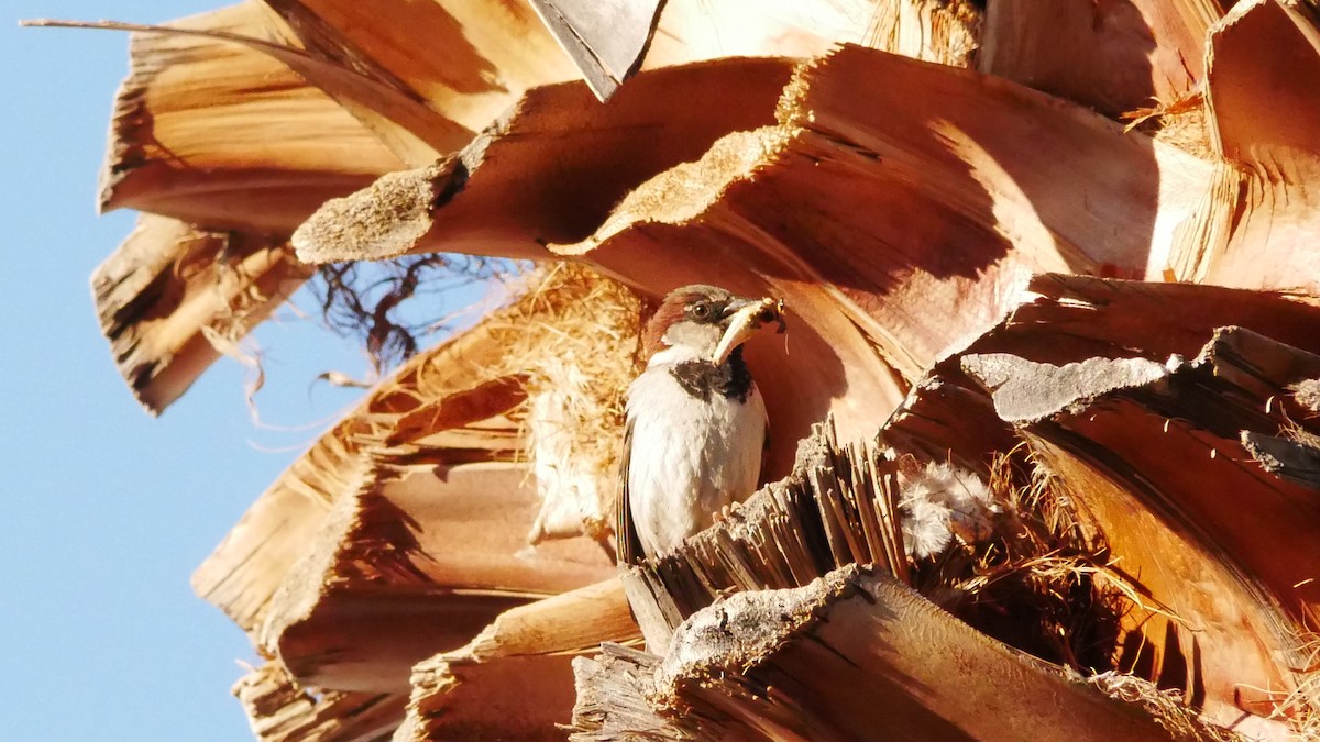 House Sparrow - Jeff Pulford