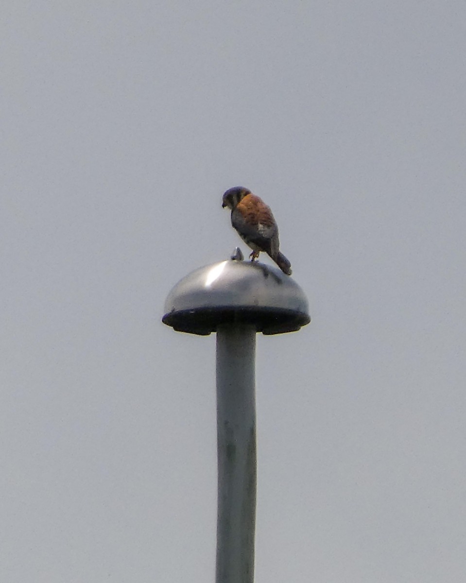 American Kestrel - Kathy L. Mock