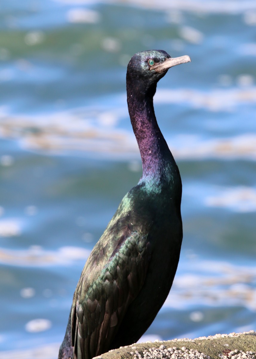 Pelagic Cormorant - William Clark