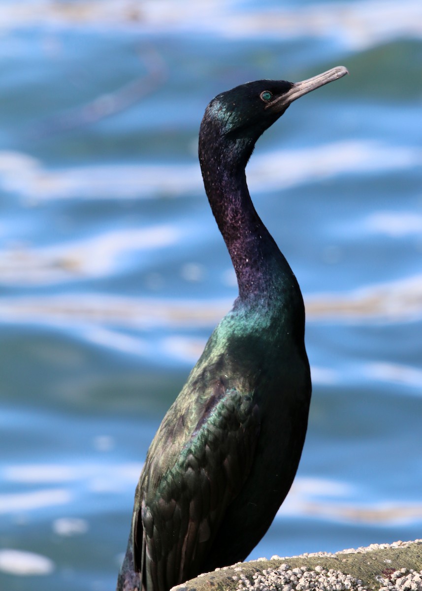 Pelagic Cormorant - ML619506934